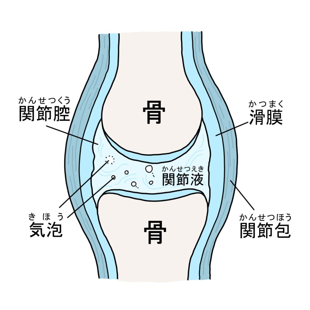 関節の仕組み　ボキボキ　