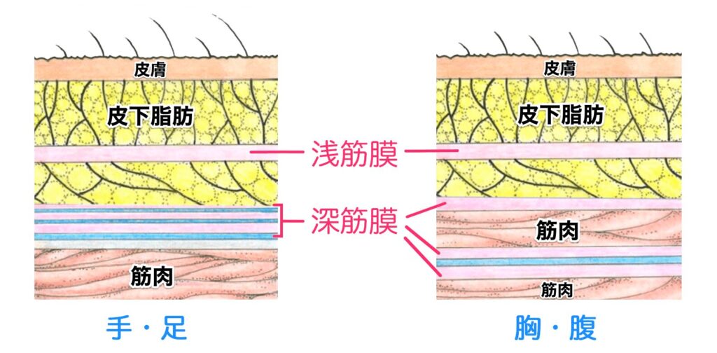 筋膜の構造