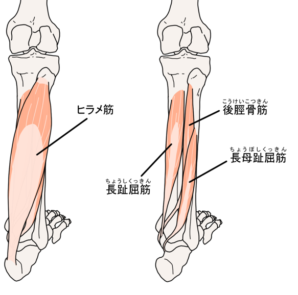 シンスプリント　筋肉