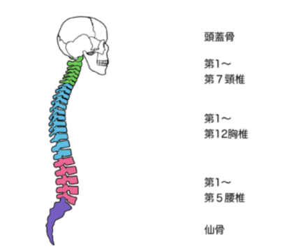枕なしで寝る 頸椎