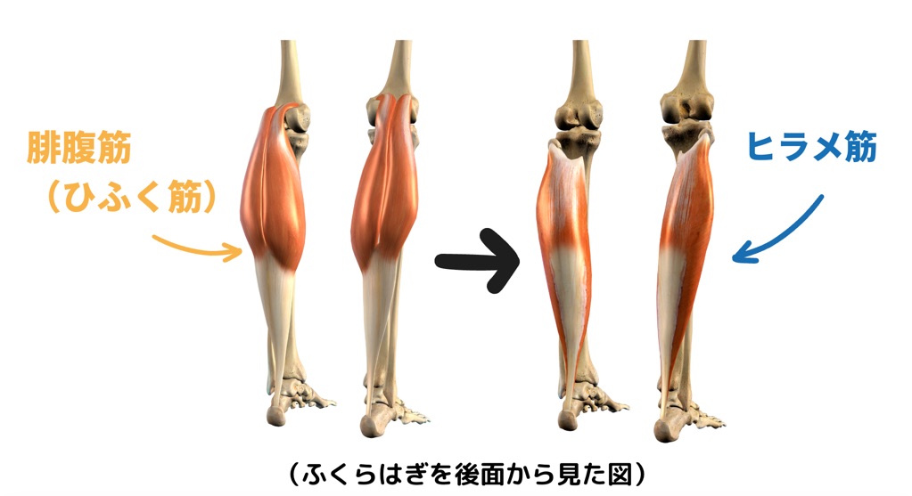 ふくらはぎの筋肉