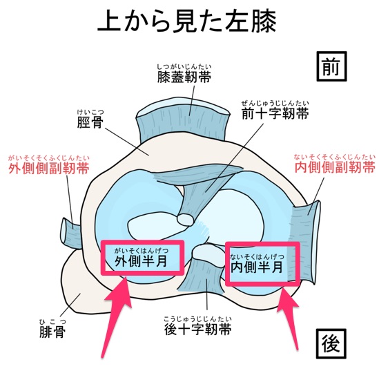 半月板　膝