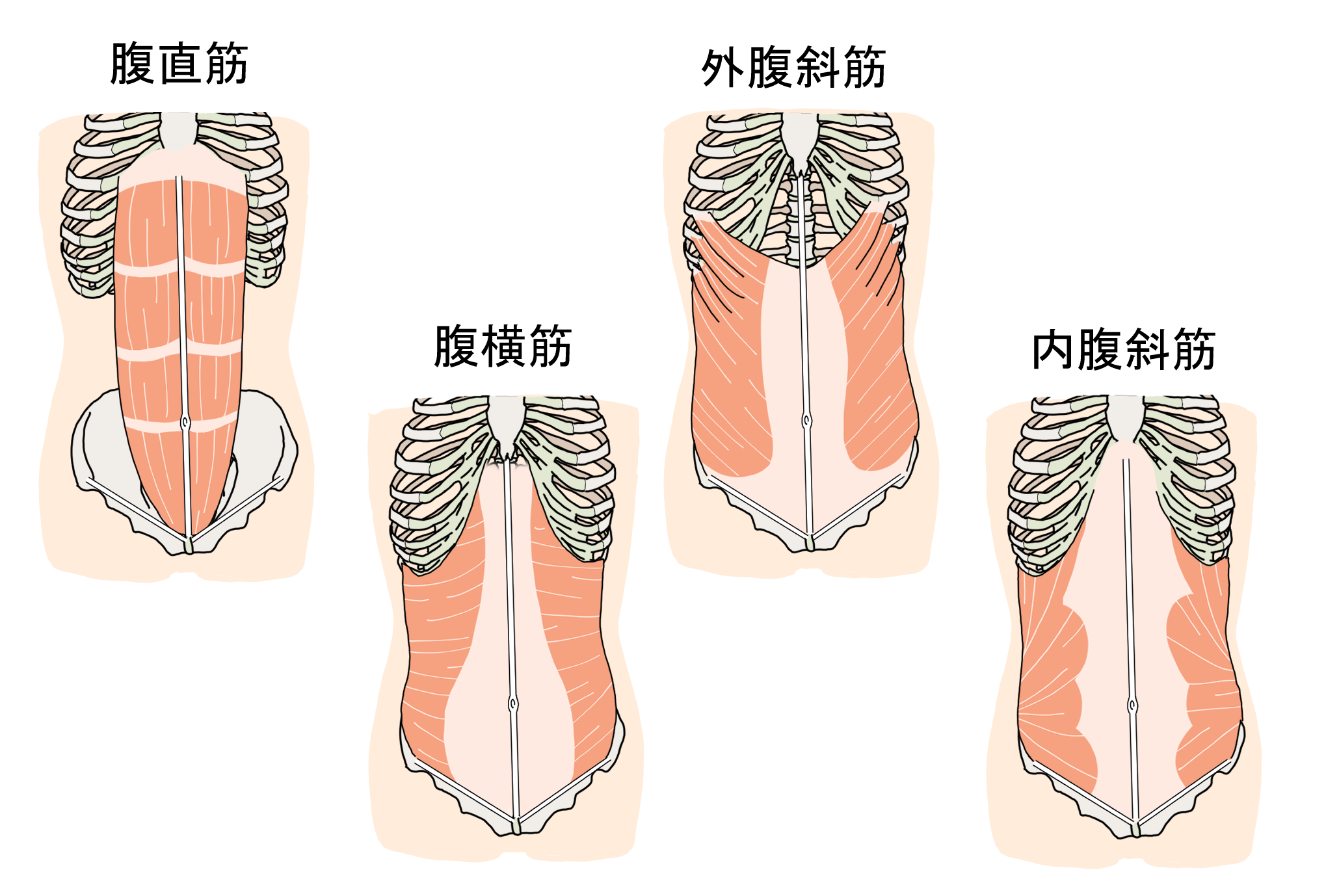 腹筋群