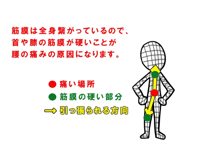 筋膜リリースの仕組み