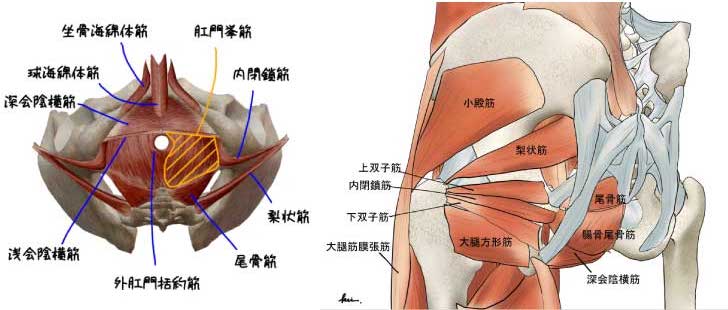 尾てい骨 座る と 痛い