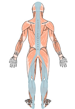 背中　ほぐす　筋膜リリース
